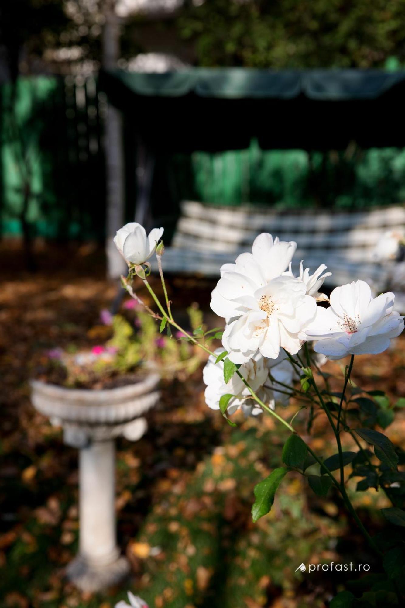 Vila Belvedere غالات المظهر الخارجي الصورة